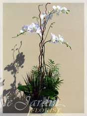 Orchid Plant Arrangements | Orchid Plants | 561-627-8118