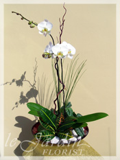 Orchid Plant Arrangements | Orchid Plants | 561-627-8118