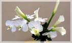 White Upscale Flower Arrangements